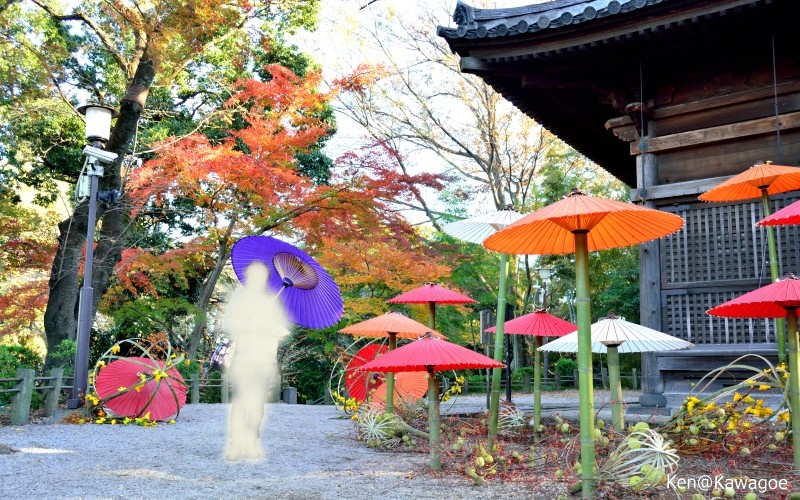 和傘紅葉in川越喜多院 2