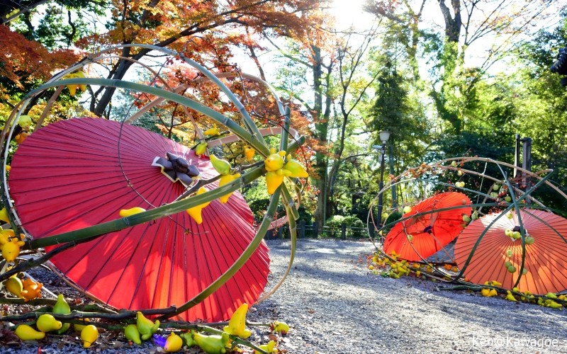 和傘紅葉in川越喜多院 3