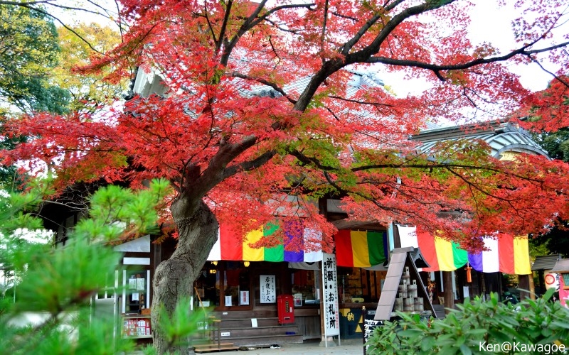 蓮馨寺　秋