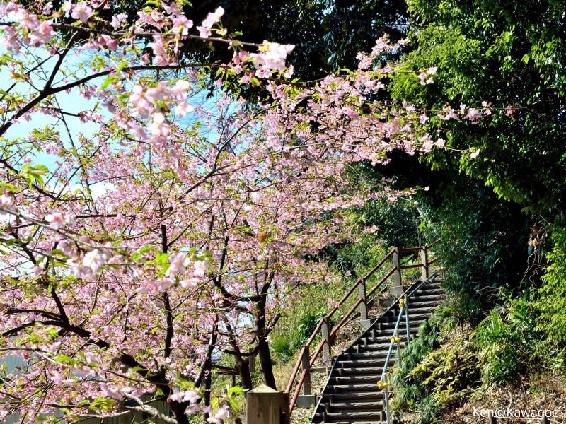 仙波河岸史跡公園 河津桜