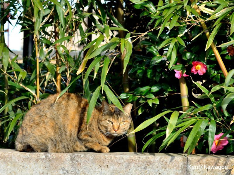 中院　如月の猫