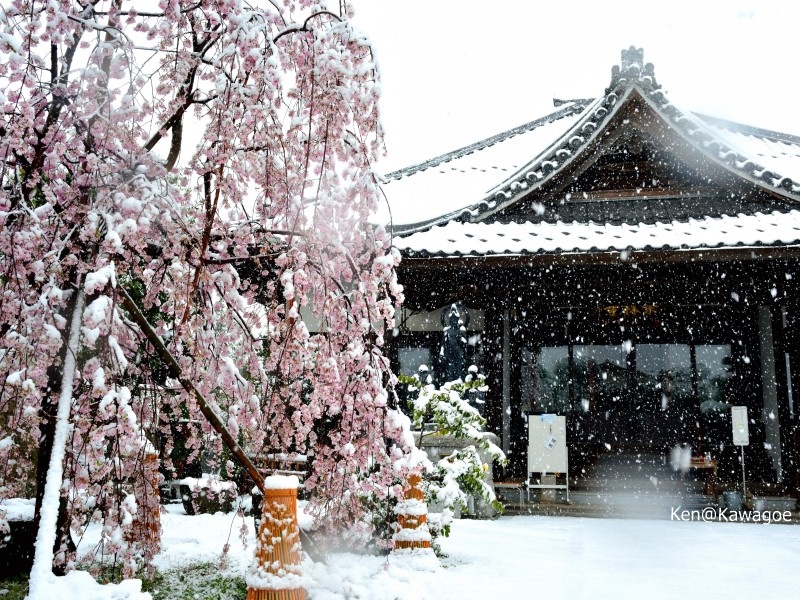栄林寺　雪桜