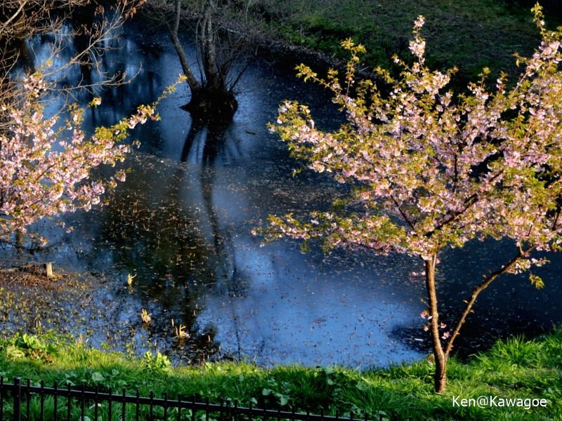 仙波河岸史跡公園 河津桜