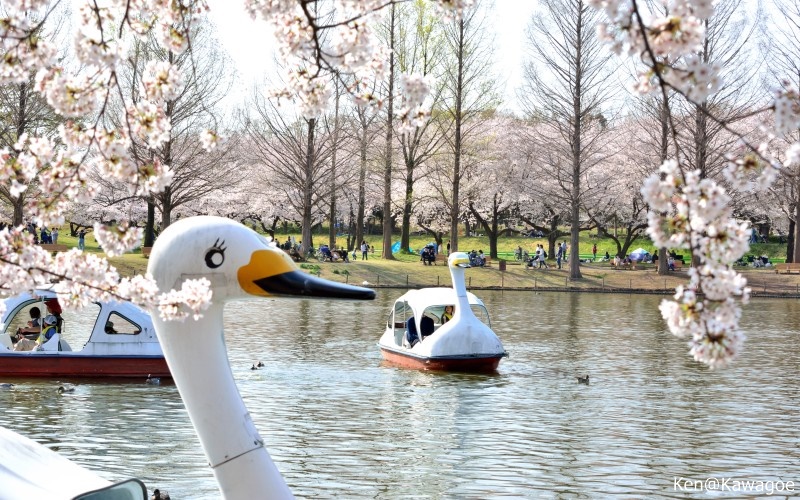 川越水上公園　ボート池