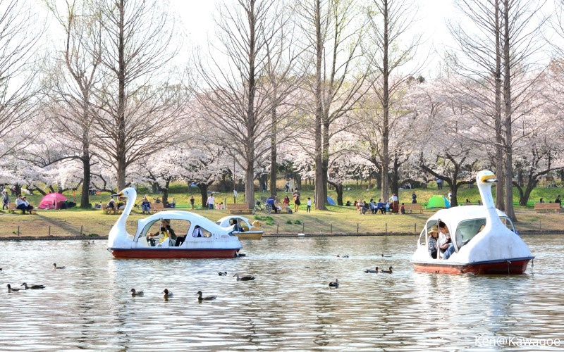 川越水上公園　ボート池