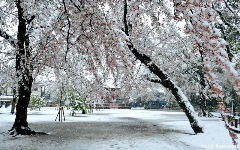 喜多院　雪桜