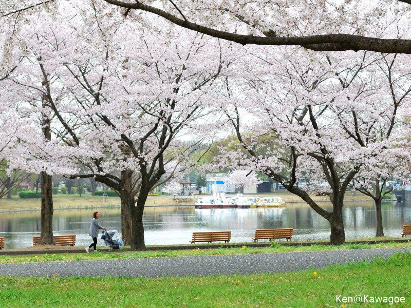 川越水上公園　ボート池