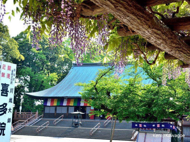 喜多院　藤
