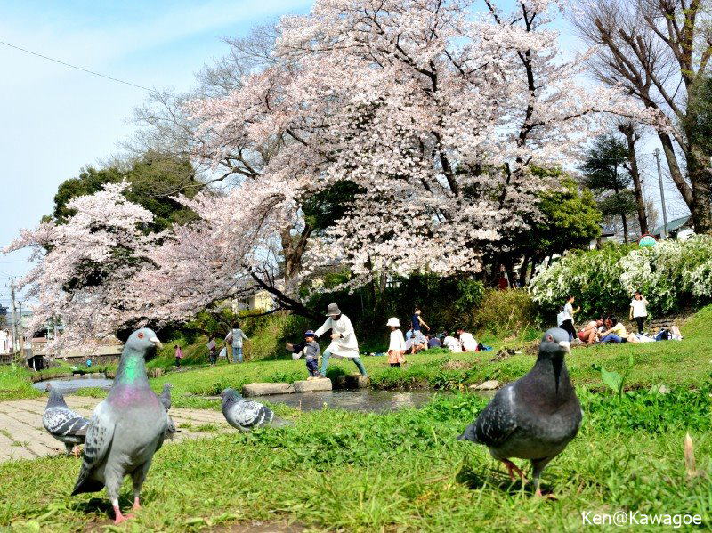 新河岸川　赤間川公園