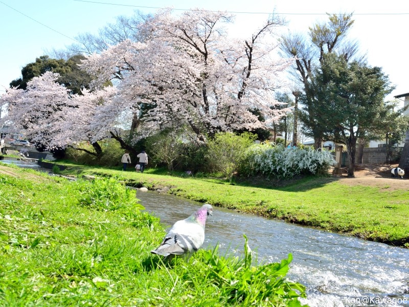 新河岸川　赤間川公園 2022