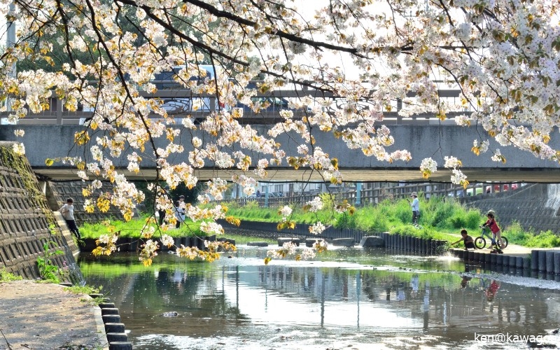 新河岸川 石原橋