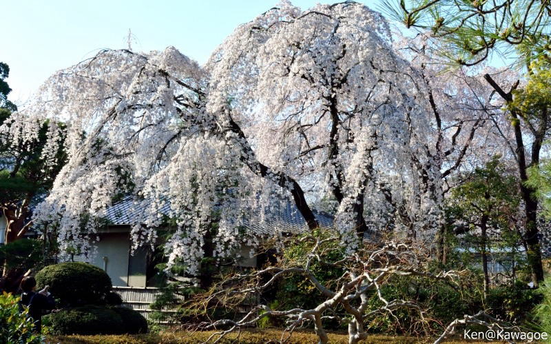 弥生　しだれ桜