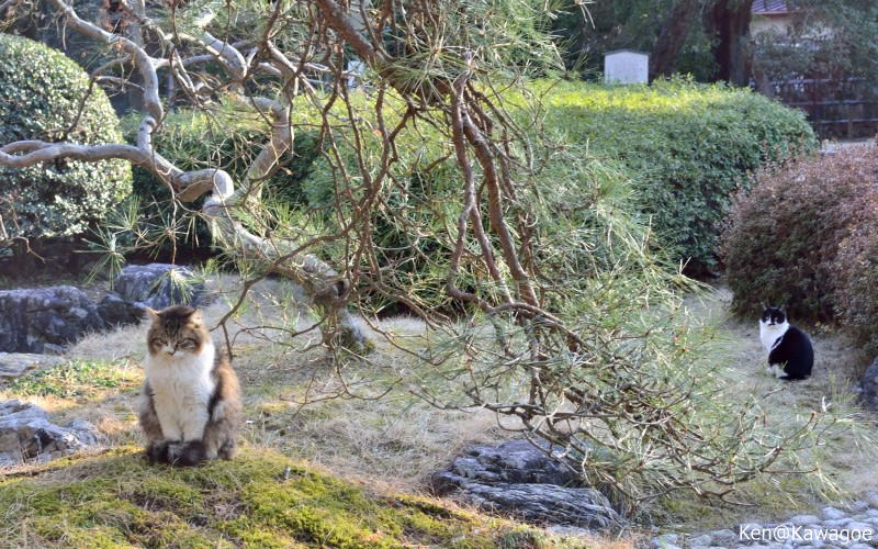 如月　陽だまりの猫