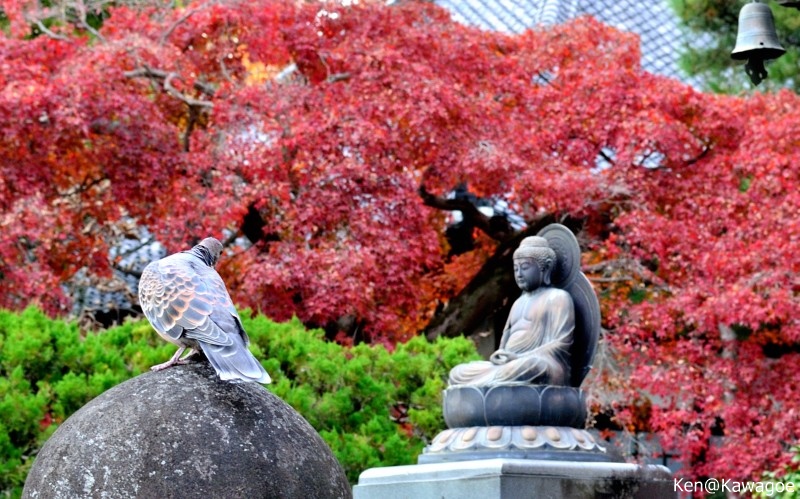 霜月　鳩