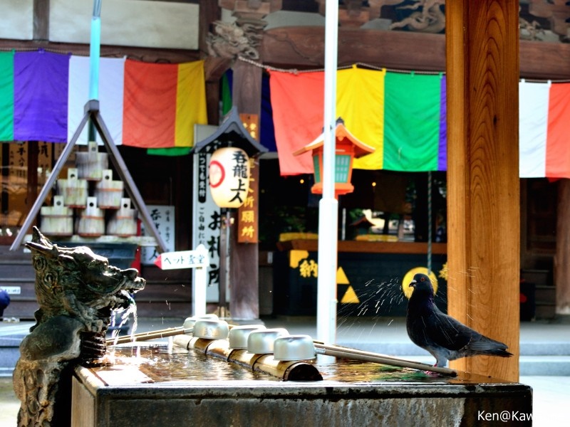 蓮馨寺　ハト