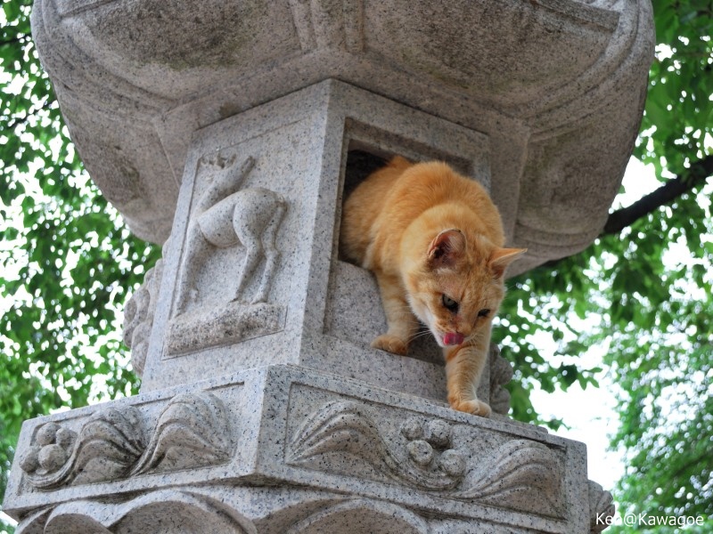 蓮馨寺　ネコ